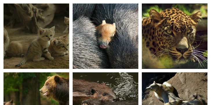 Vstupenka do brněnské ZOO pro 1 osobu