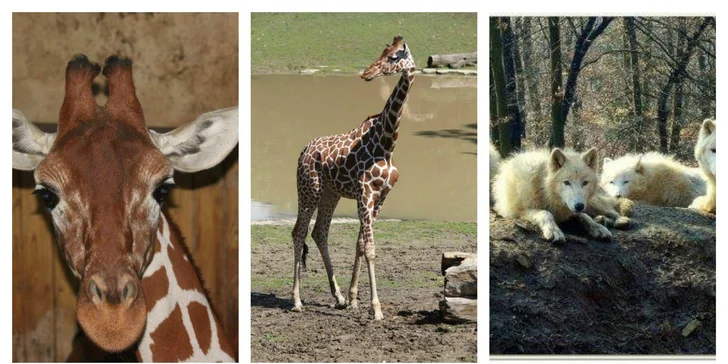 Vstupenka do brněnské ZOO pro 1 osobu