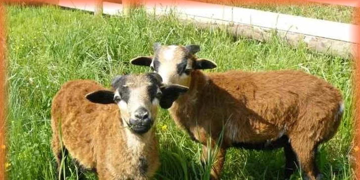 Týdenní pobyt na chatě s bazénem pro 4 nebo 8 osob