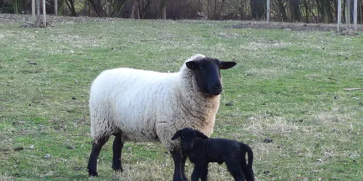 Týdenní pobyt na jižní Moravě v rodinném penzionku Alma - pro 2 nebo 4 osoby