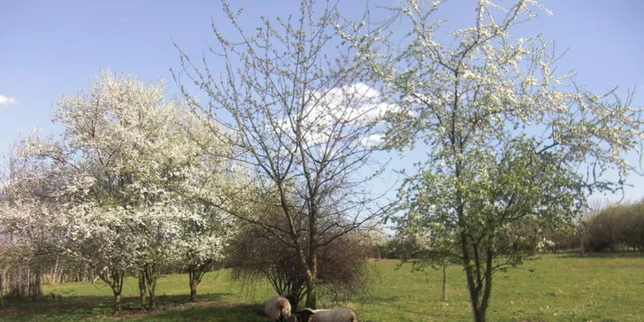 Týdenní pobyt na jižní Moravě v rodinném penzionku Alma - pro 2 nebo 4 osoby