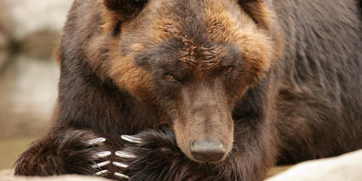 Brnopas pro dítě i dospělého: vstup do zoo, na Špilas a mnoho dalšího za pár kaček