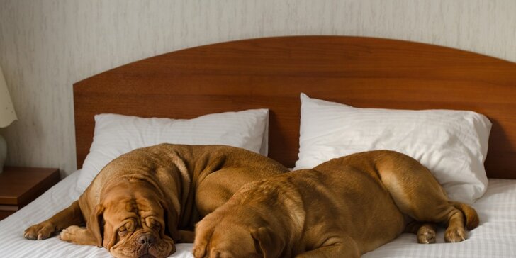 Ubytování psího mazlíka v hotelu pro psy