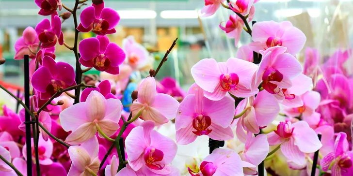 Výlet na prodejní výstavu orchidejí Orchideen Welt a prohlídka Drážďan