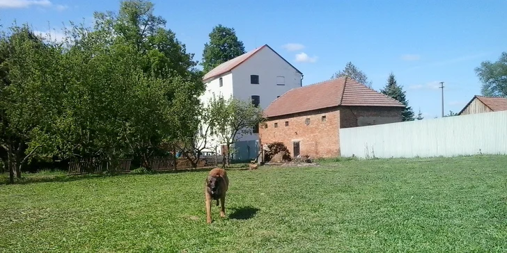 Ubytování psího mazlíka v hotelu pro psy