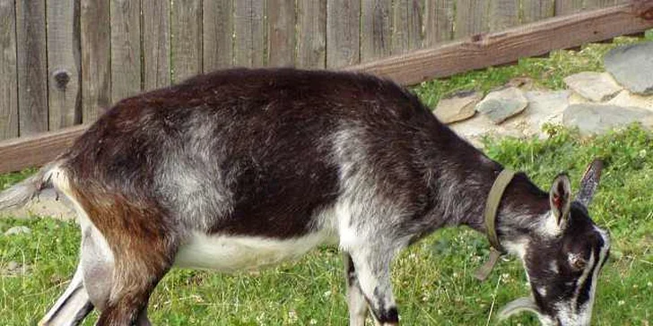 Letní tábor na farmě s konmi a zvířaty
