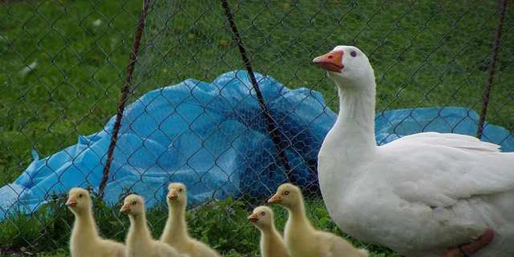 Letní tábor na farmě s konmi a zvířaty