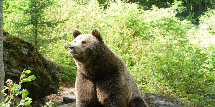 Celodenní zájezd do Národního parku Bavorský les včetně vstupů. Nezapomenutelný výlet za medvědy i rysy + nejdelší stezka v korunách stromů na světě!