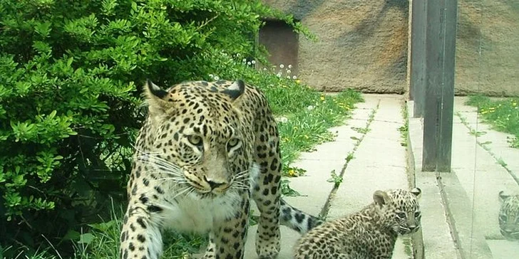 Vstupenka do ZOO Dvůr Králové pro 1 osobu