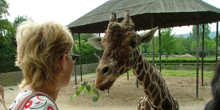 Vstupenka do ZOO Dvůr Králové pro 1 osobu