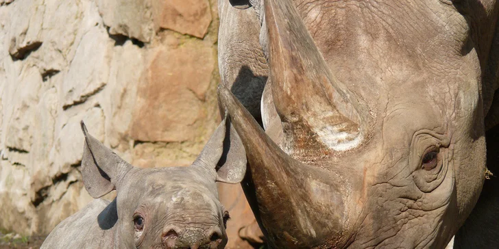 Vstupenka do ZOO Dvůr Králové pro 1 osobu