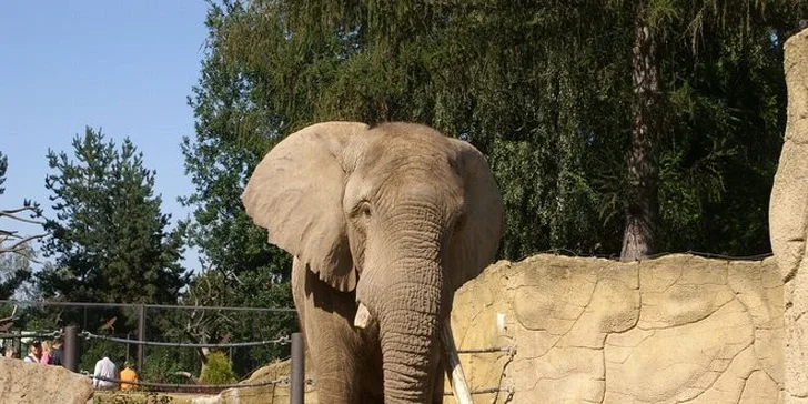 Vstupenka do ZOO Dvůr Králové pro 1 osobu