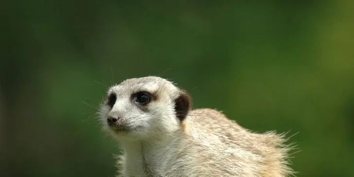 Vstupenka do ZOO Dvůr Králové pro 1 osobu