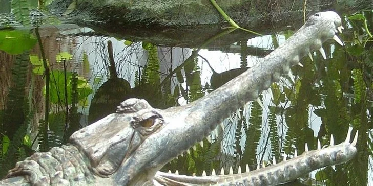 Vstupenka do ZOO Dvůr Králové pro 1 osobu