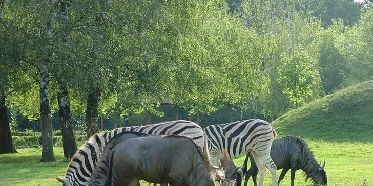 Ve velkém africkém výběhu se právě obědvá.
