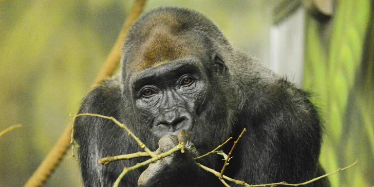 Vstupenka do ZOO Dvůr Králové pro 1 osobu