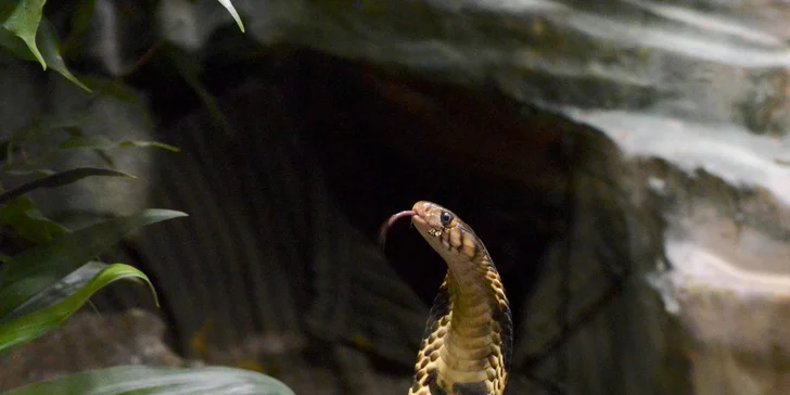 Vstupenka do ZOO Dvůr Králové pro 1 osobu
