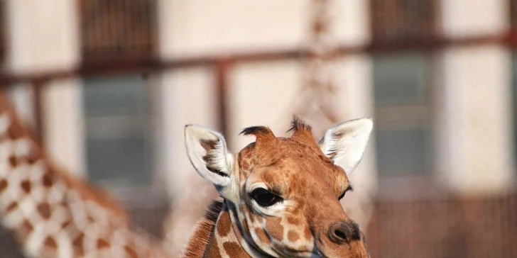 Vstupenka do ZOO Dvůr Králové pro 1 osobu