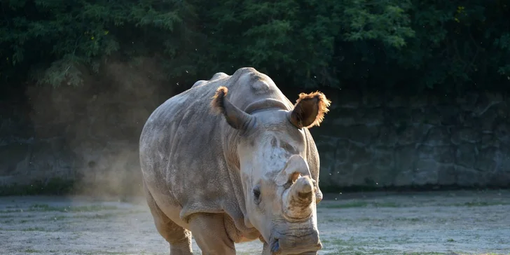 Vstupenka do ZOO Dvůr Králové pro 1 osobu