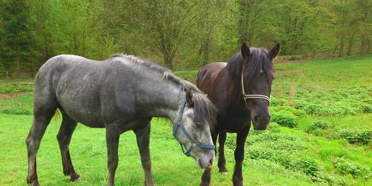 Podzimní prázdniny v sedle na ranči u Brna