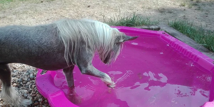 V ceně pobytu jsou 2 služby dle výběru (webkamera, socializace, výcvik).