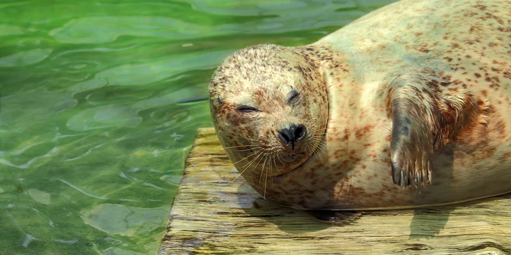 Jednodňový zájazd do Nyíregyházy: zoo, aquapark a kúpele Aquarius