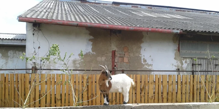 A nejen koně budou na ranči dělat vašim dětem společnost.