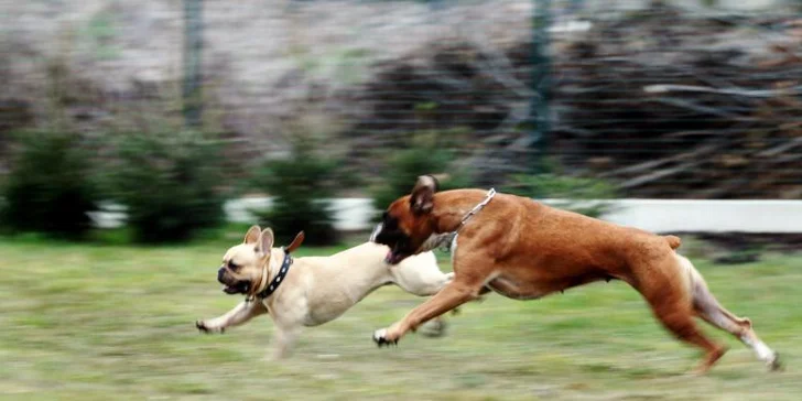 Psi dovádějí v Dogparku na zahradě