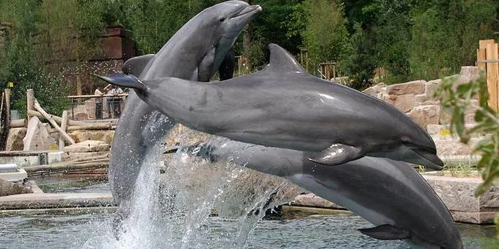 599 Kč za celodenní zájezd do Norimberka s návštěvou věhlasné ZOO a delfinária. Nádherné město a nevšední zážitek se slevou 29 %.