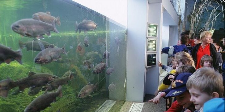 Výlet do Tropicaria v Budapešti, největšího mořského akvária ve střední Evropě
