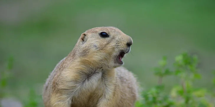 Nevynechte návštěvu olomoucké zoo.