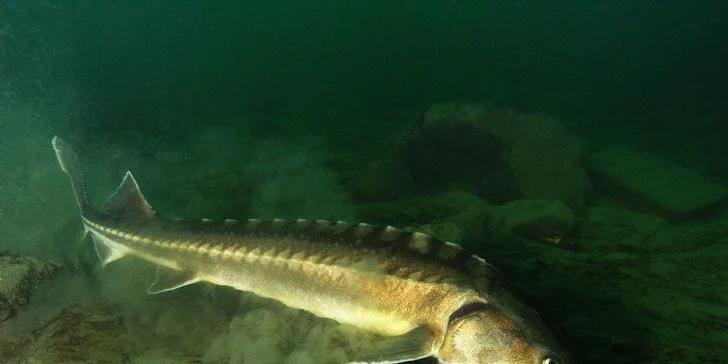 Co se děje pod hladinou: rodinný vstup do Lomečku s podvodní kabinou