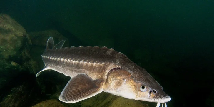 Co se děje pod hladinou: rodinný vstup do Lomečku s podvodní kabinou