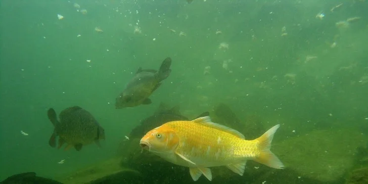 Co se děje pod hladinou: rodinný vstup do Lomečku s podvodní kabinou