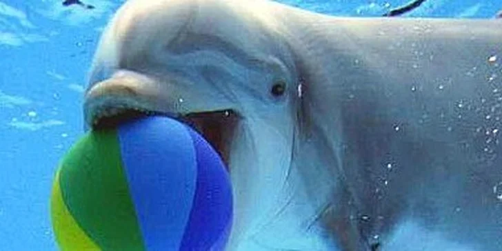 Delfinárium a ZOO Norimberk
