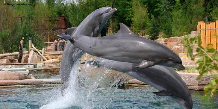 Delfinárium a ZOO Norimberk