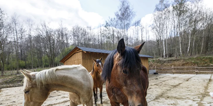 Na ranči mají 8 koní: americké Quarter horse, velšského koně Welsh part-bred a české teplokrevníky.