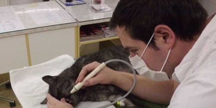 Odstraňování zubního kamene ultrazvukem pro psy i kočky