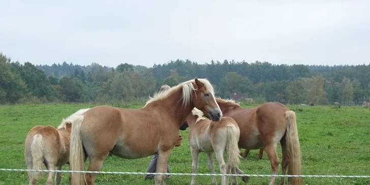 Romantický či rodinný pobyt se saunou, koupelí, masáží i návštěvou minizoo