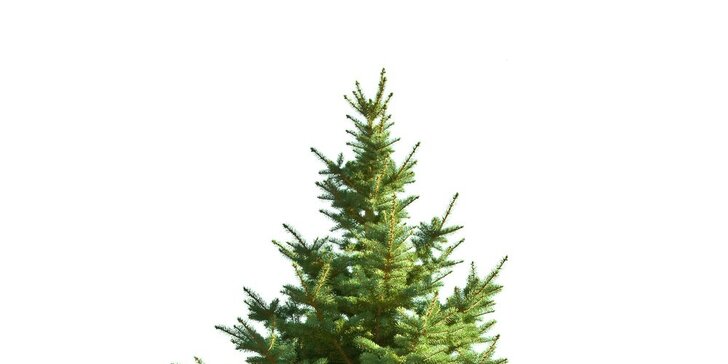Vánoční stromky z Beskyd - smrk, jedle i borovice