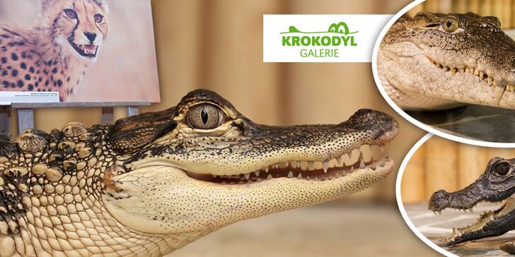 Vstupné do Galerie Krokodýl aneb Vodní plazi naživo