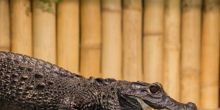Vodní plazi na živo aneb Jak se krmí krokodýli v Galerii Krokodýl