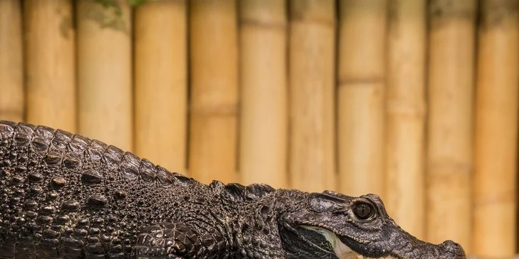 Vstupné do Krokodýlí ZOO aneb Vodní plazi naživo
