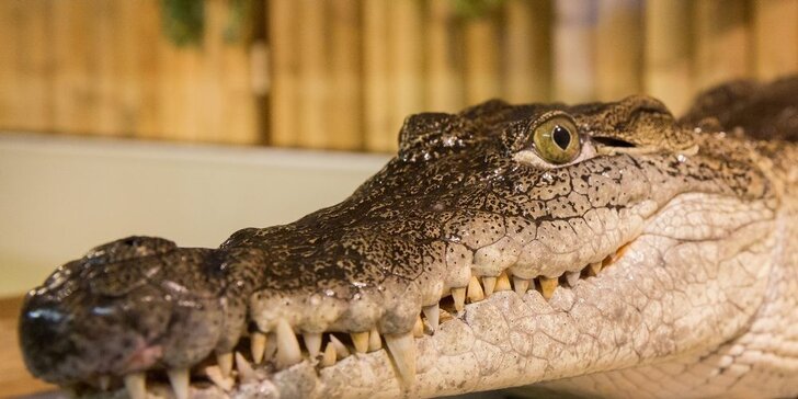 Vodní plazi na živo aneb Jak se krmí krokodýli v Galerii Krokodýl