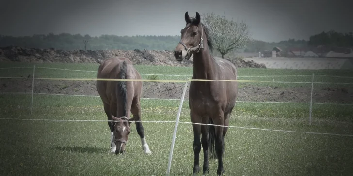 Projeďte se na koních – na jízdárně nebo v přírodě