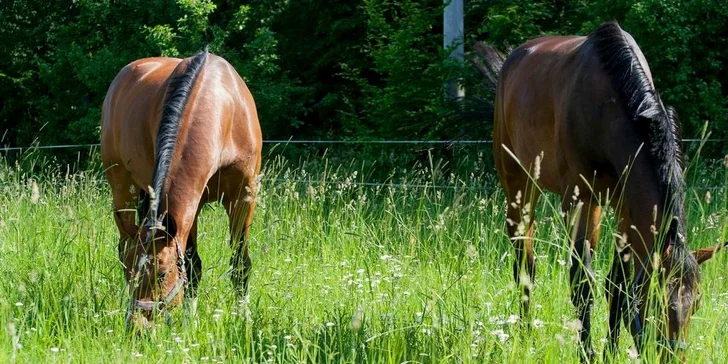 Projeďte se na koních – na jízdárně nebo v přírodě
