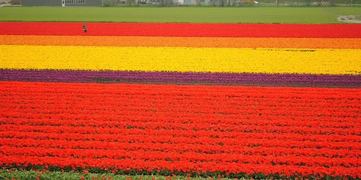 3 dny v Nizozemí – Amsterdam, Keukenhof a další