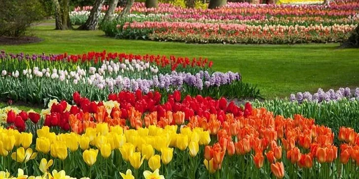 3 dny v Nizozemí – Amsterdam, Keukenhof a další