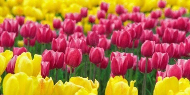 Výlet do jarního Amsterdamu i za tulipány do květinového parku Keukenhof