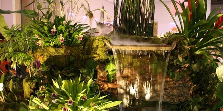 Kvetoucí kamélie zámeckého parku v Pillnitz a výstava Mezinárodní svět orchidejí
